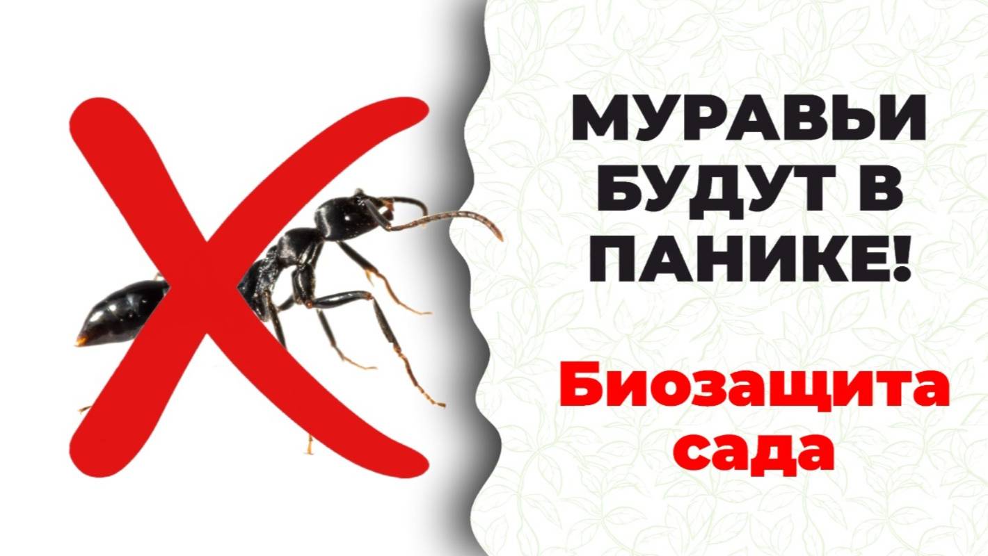 Безвредно для вас, опасно для муравьев! Супер Кыш-Муравей. Прекрасная Гузалия