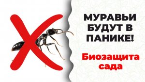 Безвредно для вас, опасно для муравьев! Супер Кыш-Муравей. Прекрасная Гузалия