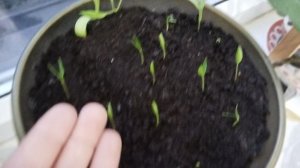 Как проросла кукуруза 🌽и острый 🌶️ красный перец?