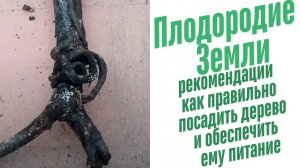Как правильно посадить саженец?