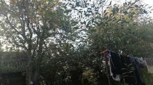 не покупай блоки питания Deepcool pf