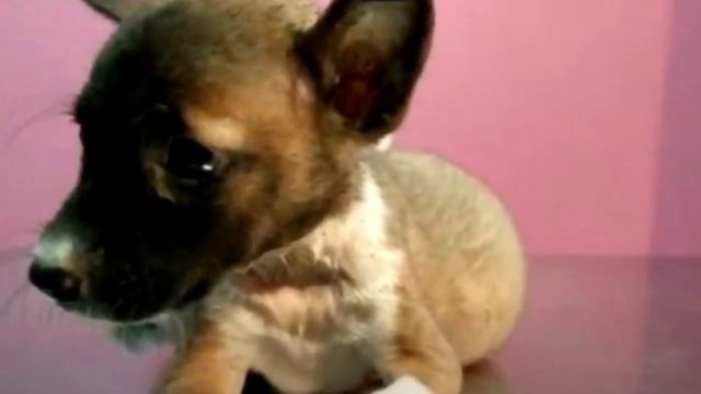 Живот собаки раздулся до состояния шара. Хозяйка приш? смотреть онлайн