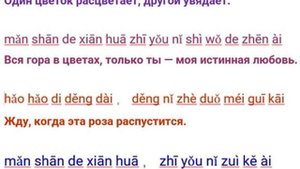 роза м
