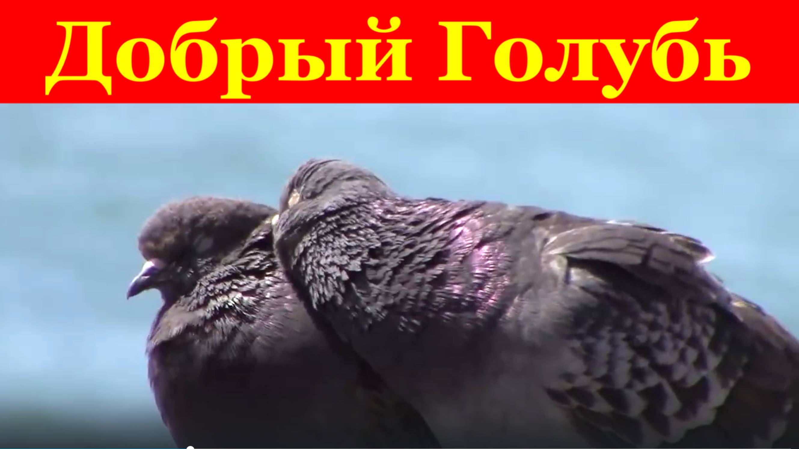 Добрый Голубь видео добрые любовь Сочи и голуби