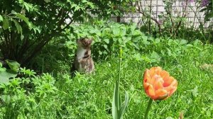 Коты и цветы. Cats and flowers