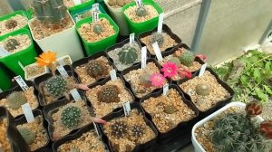 Айлостера , Rebutia (Aylostera) heliosa cv Sunrise