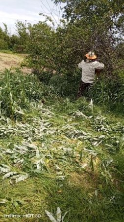 Рой пчел  на вишне у соседа!