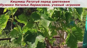 ❓Готовится к цветению кишмиш Рататуй. Нашумевший сорт... посмотрим соцветья?
