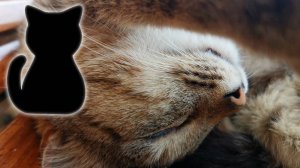 Кошка спит