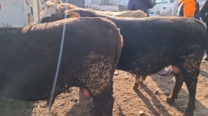 Ош Учкун мол бозори Букалар нархлари узимга 15 бош бука