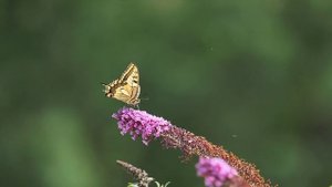 Природа восхитительна 34