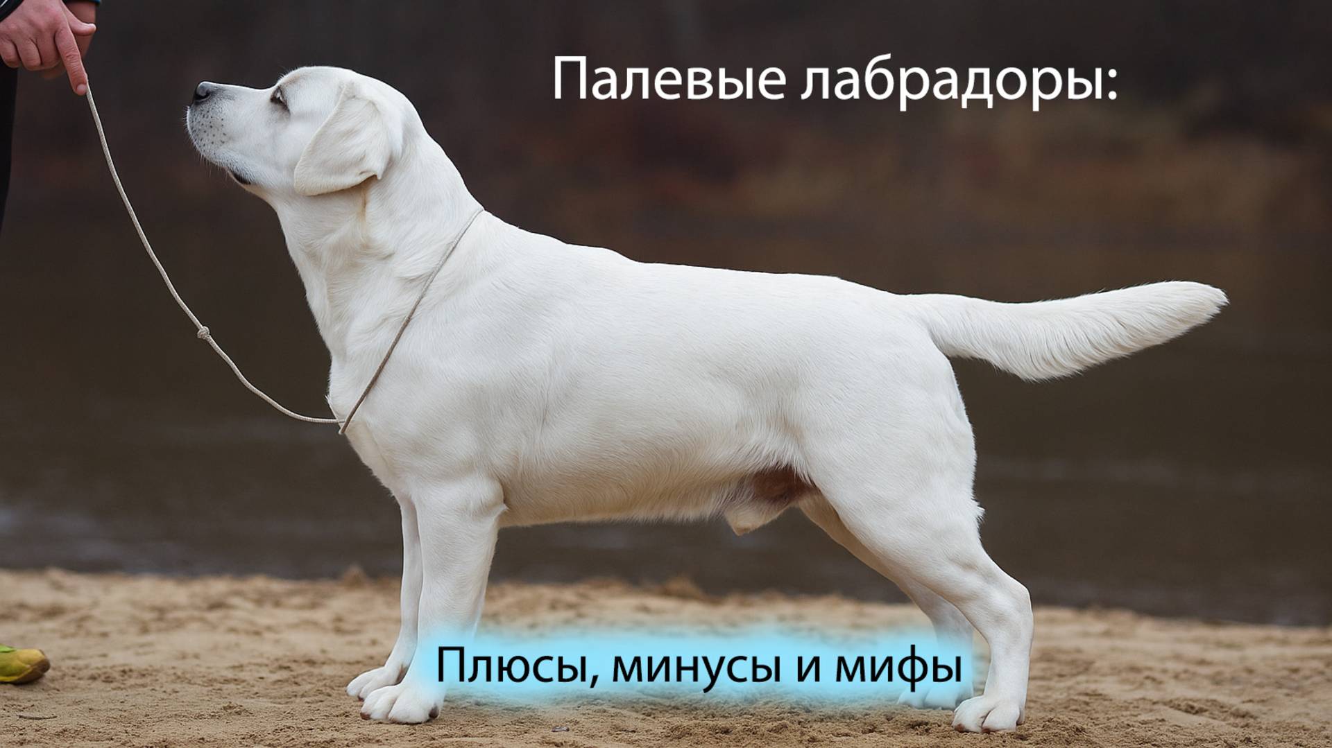 Палевый лабрадор: плюсы, минусы, мифы и правда | Окрас, пигментация и особенности.