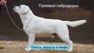 Палевый лабрадор: плюсы, минусы, мифы и правда | Окрас, пигментация и особенности.