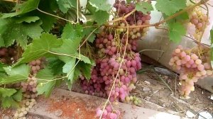 кишмиш велес в Минской обл, краткий обзор