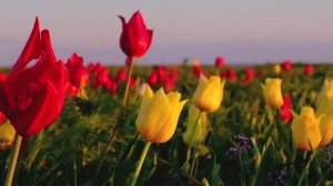 РЕГИОН 08 10 04 2022 ЗАПОВЕДНИК "ЧЁРНЫЕ ЗЕМЛИ" ТЮЛЬПАНЫ