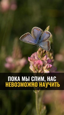 Пока мы спим, нас НЕВОЗМОЖНО НАУЧИТЬ