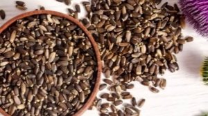 Лечение печени и поджелудочной железы растением раст?