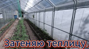 Затеняю теплицу
