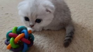 привет 🐾🐾❤️.mp4
