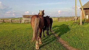 Жеребец собрал весь табун