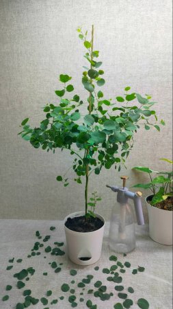 Эквалипт ПОЛИАНТЕМОС. Стрижка листа #plants #эвкалиптыдома #цветыдлядома #garden