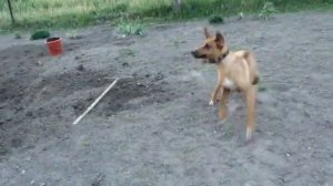 Собачья работа 2