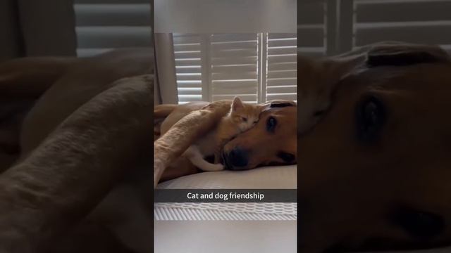 Дружба кошек и собак смотреть онлайн