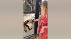 ЗАБАВНЫЕ МОМЕНТЫ С ЖИВОТНЫМИ, СНЯТЫЕ НА КАМЕРУ