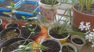 Итоги зимних посевов и посадок. Лилии кудреватые из семян и чешуек, папоротники из почек и др.