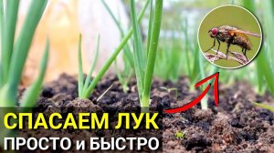 ЛУК будет ЗЕЛЁНЫЙ! Как избавиться от Луковой МУХи! Средство от ПОЖЕЛТЕНИЯ и от ВРЕДИТЕЛЕЙ лука