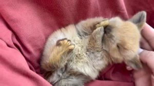 САМЫЕ МИЛЫЕ ДЕТЕНЫШИ ЖИВОТНЫХ, КОТОРЫХ ВЫ ЗАХОТИТЕ СЕБЕ