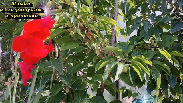 Что делать со старыми фото умерших? Ошибка, из-за котор смотреть онлайн