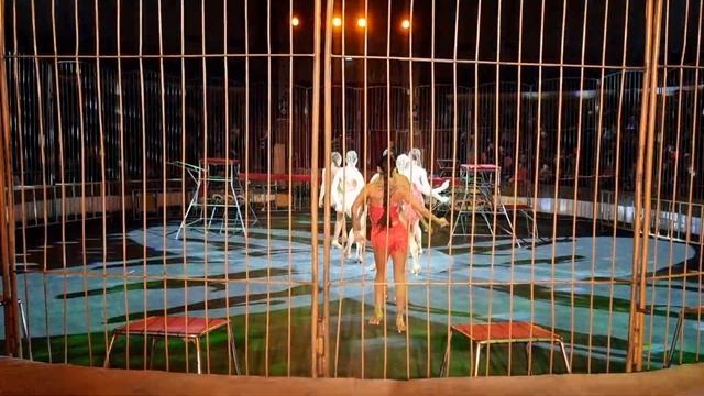 балет в цирке шоусозвездие