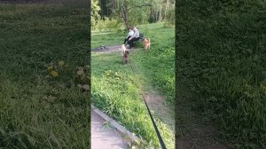 Чупс и новые знакомые возле леса