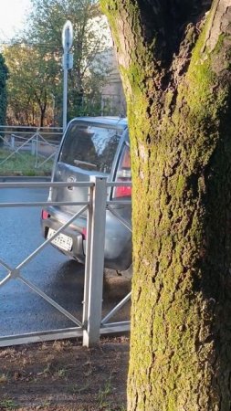 В Крыму парят деревья