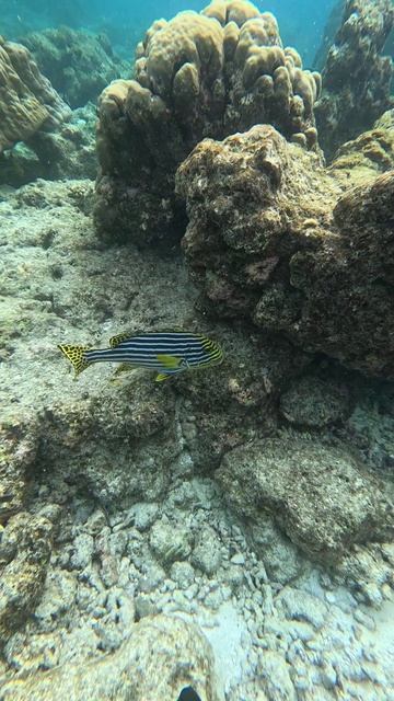 Восточный сладкогуб