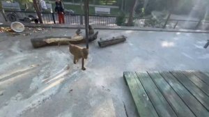 Люська со Степой просто не выпускают Влада из лап,а носухи такие ласковые,им тоже хочется обнимашек