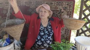 Обзор и названия традесканции // начинаю прополку//