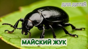 Майский жук удивительные факты насекомые