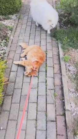 Кот. Прогулка.