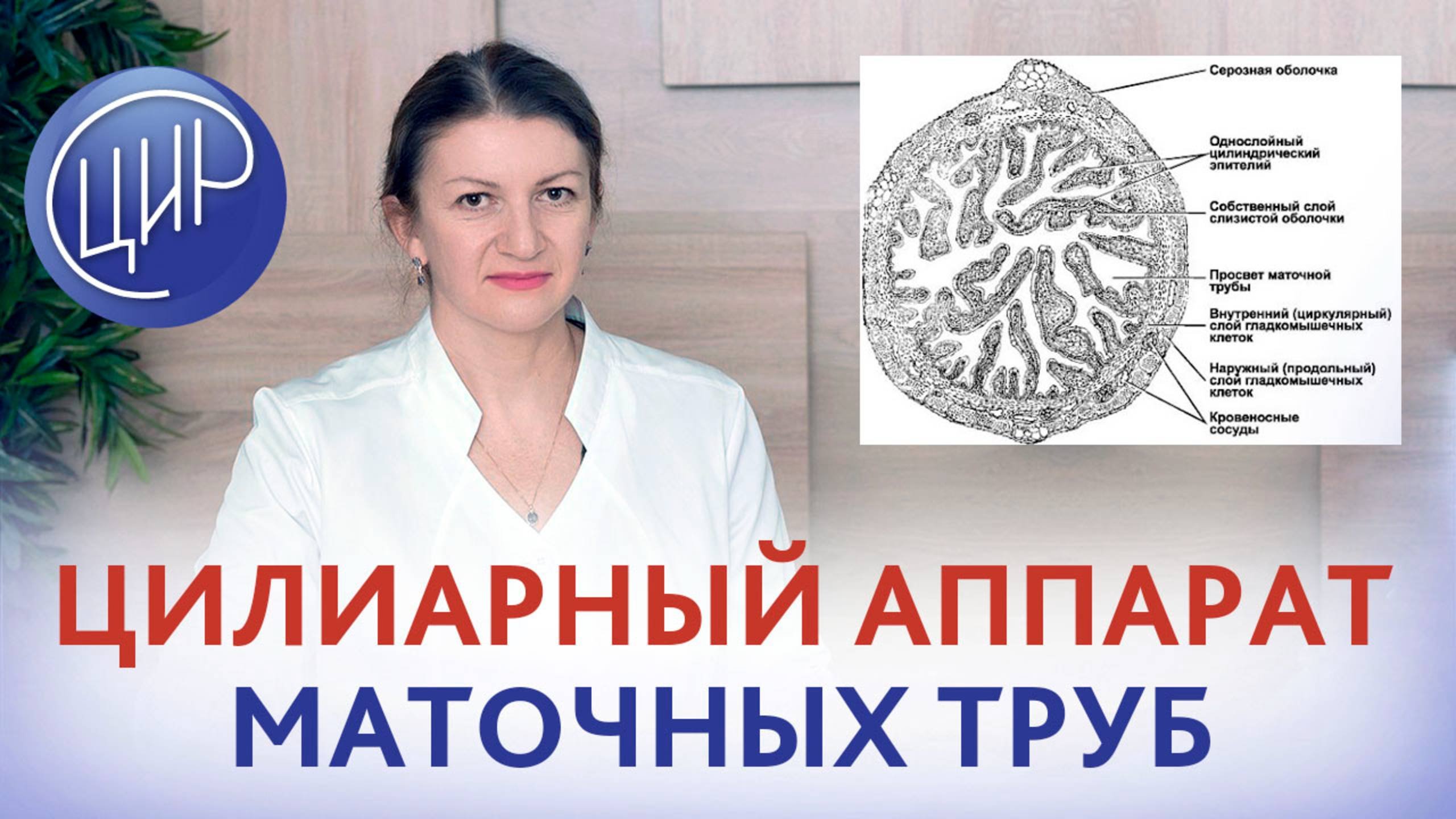 Маточные трубы: цилиарный аппарат маточных труб, проходимость маточных труб. Дементьева С.Н.