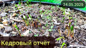 Предлетний отчёт по Кедрам.