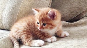 Когда девушка увидела, что кот делает с ее ребенком, то хотела выкинуть животное