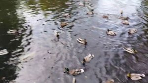 КОРМИМ УТОК Ахлебиновская роща ТАМБОВ