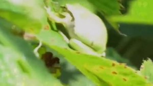 "Красная книга мира" разноцветная литория 🐸