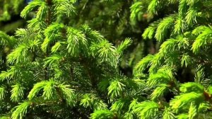 ТЕЩА СЛАДКИЙ ПИРОЖОК l РАССКАЖУ ТЕБЕ. ЛЮБОВНЫЕ ИСТОРИИ