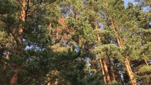 ПАРОДИЯ НА GRAHAM CANDY "WAITING FOR THE SUMMER"