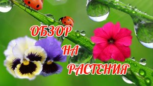 я новый блогер по теме садоводство.
какие у меня есть растения? все узнаете в этом подробном обзоре