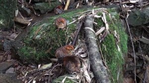 🦚Семья фазанов в округе Гуйлинь