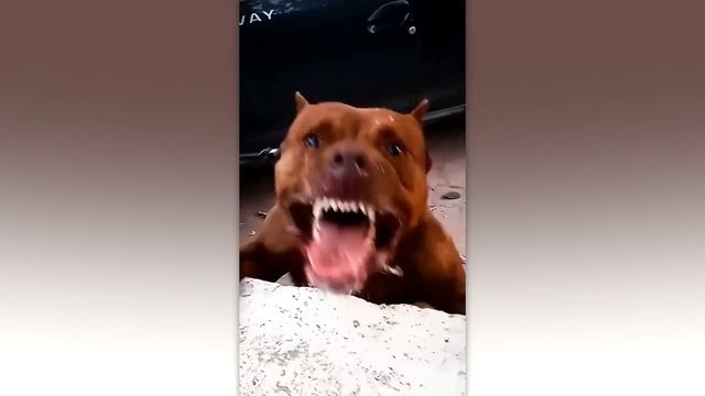 САМЫЕ ОПАСНЫЕ ПОРОДЫ СОБАК В МИРЕ